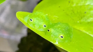 カエルの脱皮を見ていたらいつの間にか仲良く並んで寝ててかわいかった   Frogs sleeping side by side in close proximity by ぴよのカエルch 18,900 views 8 days ago 3 minutes, 8 seconds