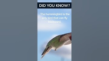 Have you ever witnessed a hummingbird flying backwards? #shorts #facts #birds
