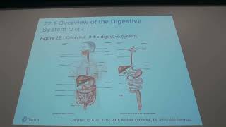 The Digestive System (Chapter 22) Part A