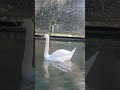 A Swan on Regent’s Canal #travel #london