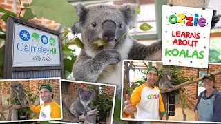 Koala For Kids | Learn About the Koala