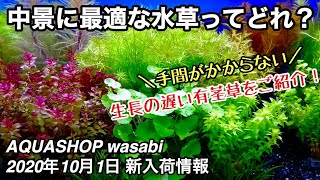 水草水槽の中景に最適な有茎草はどれ？AQUASHOP wasabi２０２０年１０月１日新入荷情報 小型水槽向け赤色水草、組織培養水草のトリミング、ネイチャーアクアリウム立ち上げ初心者、CO2添加