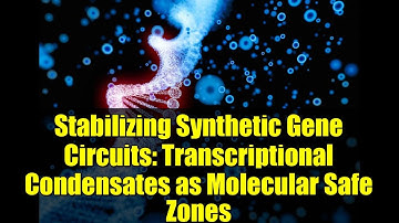 Stabilizing Synthetic Gene Circuits: Transcriptional Condensates as Molecular Safe Zones