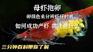 母虾抱卵该注意些什么呢？如何分辨卵的颜色预测产小虾时机 ... 