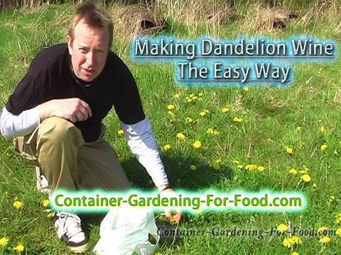 Natures Bounty - Making Dandelion Wine The Easy Way