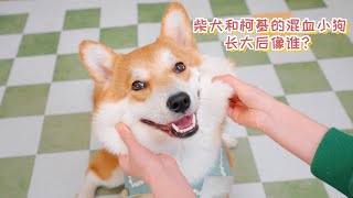 柯基和柴犬的混血小狗长大后像谁