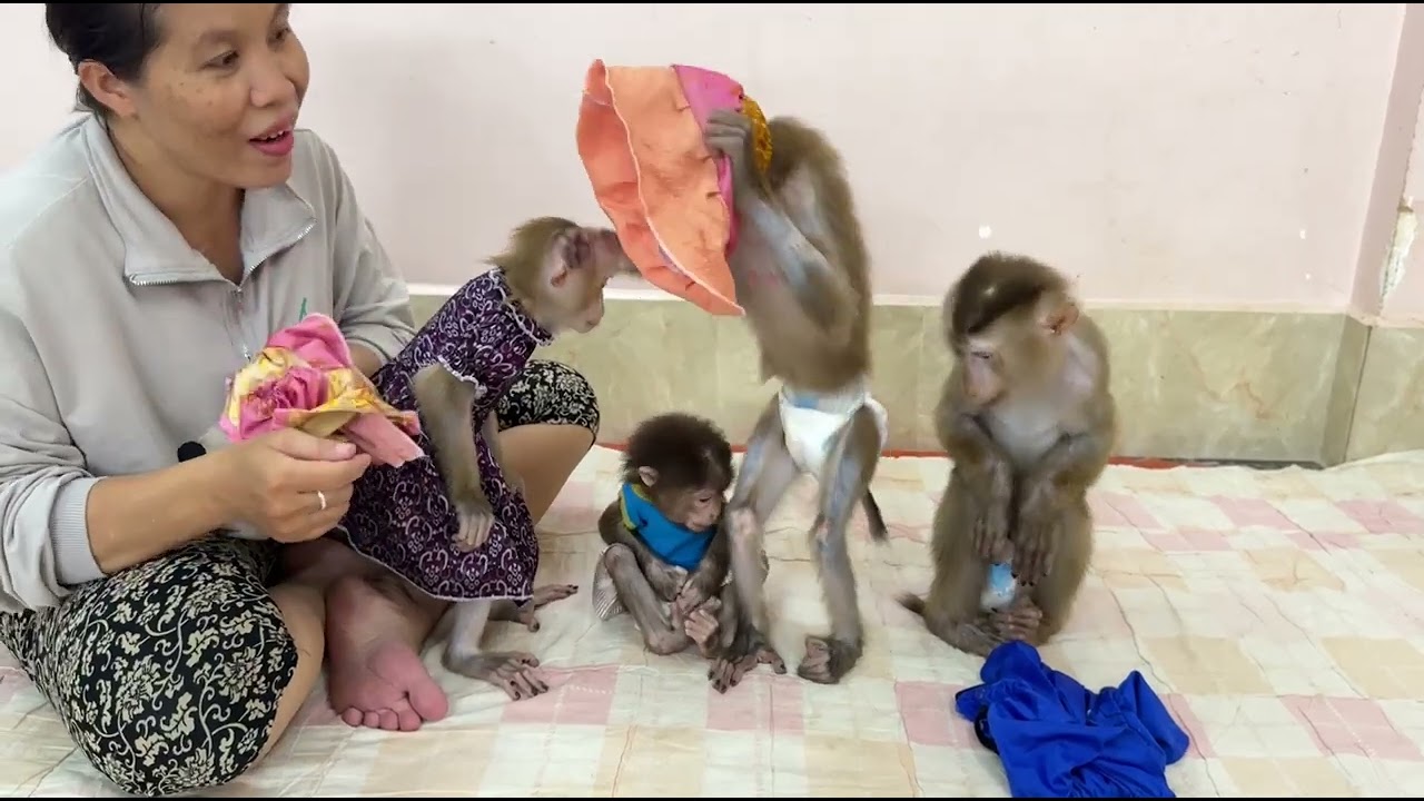 Hey Hey Slow Downnn!! So Funny Moment Sovan Hurry Go Play Put His Head In The Skirt!