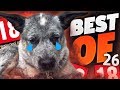 J'AI BIFFLÉ MON CHIEN ► BEST OF LUTTI #26