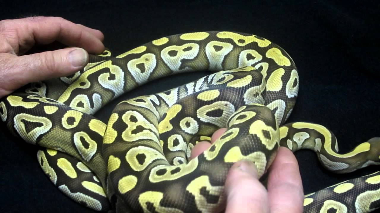snakes eating dogs Brian Gundy's Update On Gold Blush Jewel Mojave Group
