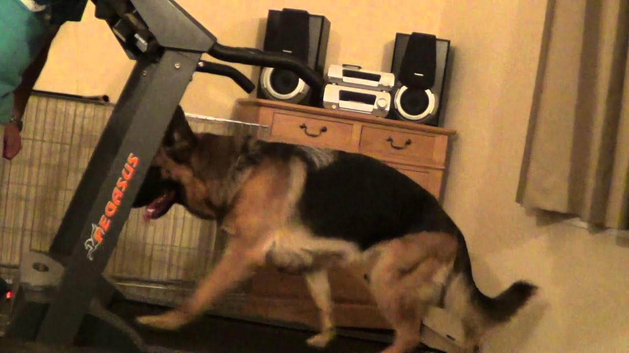 German Shepherd on Treadmill YouTube