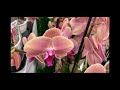 Свежие орхидеи в Ашане! а цены - кусачие)))