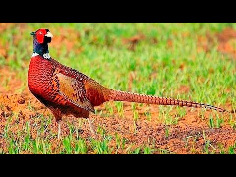 Охота на фазана в Кыргызстане #1