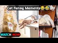 Cute Cat Videos | Viral Cats | Funny Cats | The Cat Lounge 15