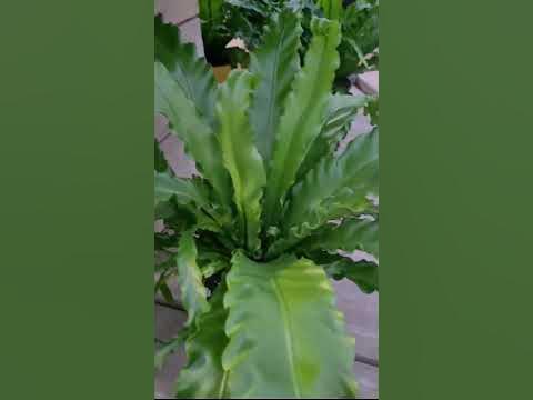 Птичье гнездо или Папоротник Асплениум. #plants #цветы - YouTube