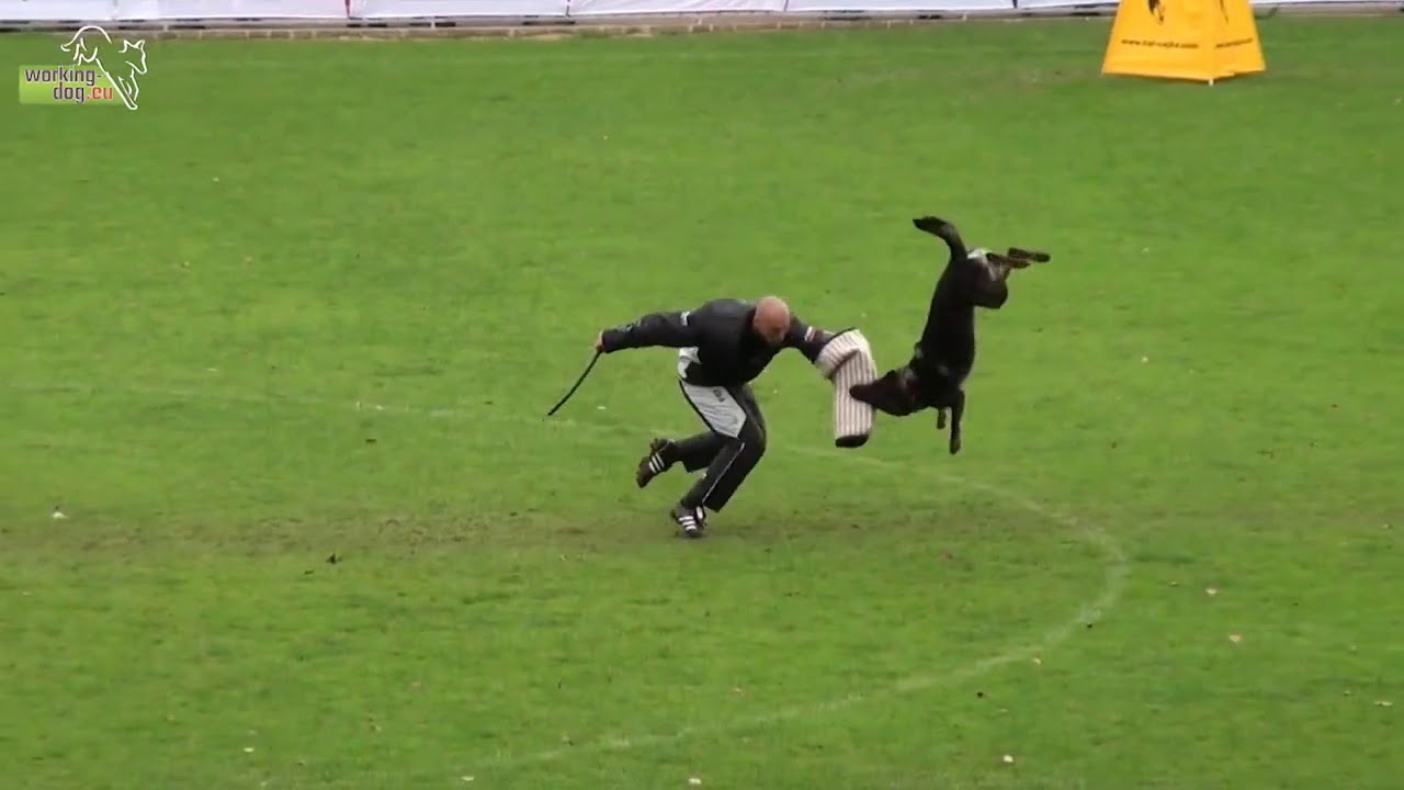 Xanuk vom grauen Star   Xanuk vom grauen Star   FCI Weltmeisterschaften 23  FCI WM 2013   C