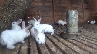 Переезд кроликов из клетки в вольер.