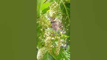 trái cây thần kỳ