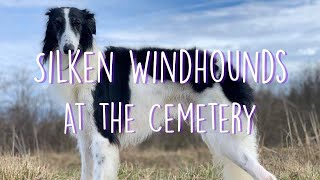 Silken Windhounds visit Historic Cemetery by Airbender Dogs 1,828 views 4 years ago 8 minutes, 7 seconds