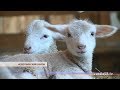 Какое будущее у куйбышевской породы овцы в Пензенской области