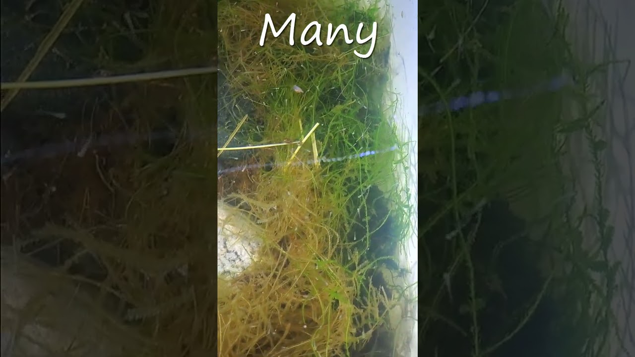 Danio Fry Short: Tons Of Fry