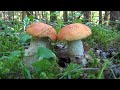 Осенние грибы начинают ПРОСЫПАТЬСЯ.Сбор грибов в Калужской области.Грибы в Августе.