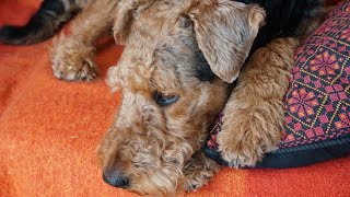 Lure Coursing With an Airedale Terrier