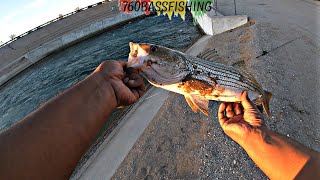Imperial Valley Striper Bass Fishing
