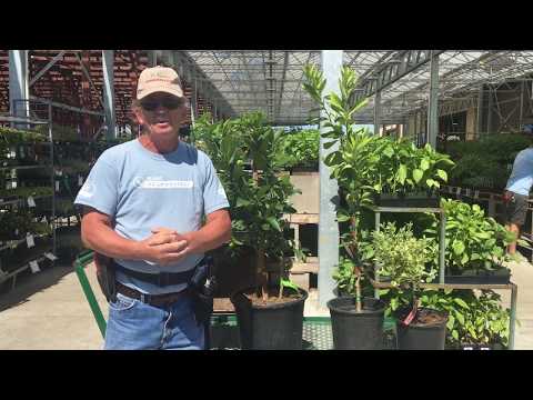 Citrus: Watering & Soil Mistakes to Avoid