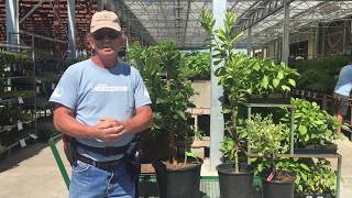 Citrus: Watering & Soil Mistakes to Avoid