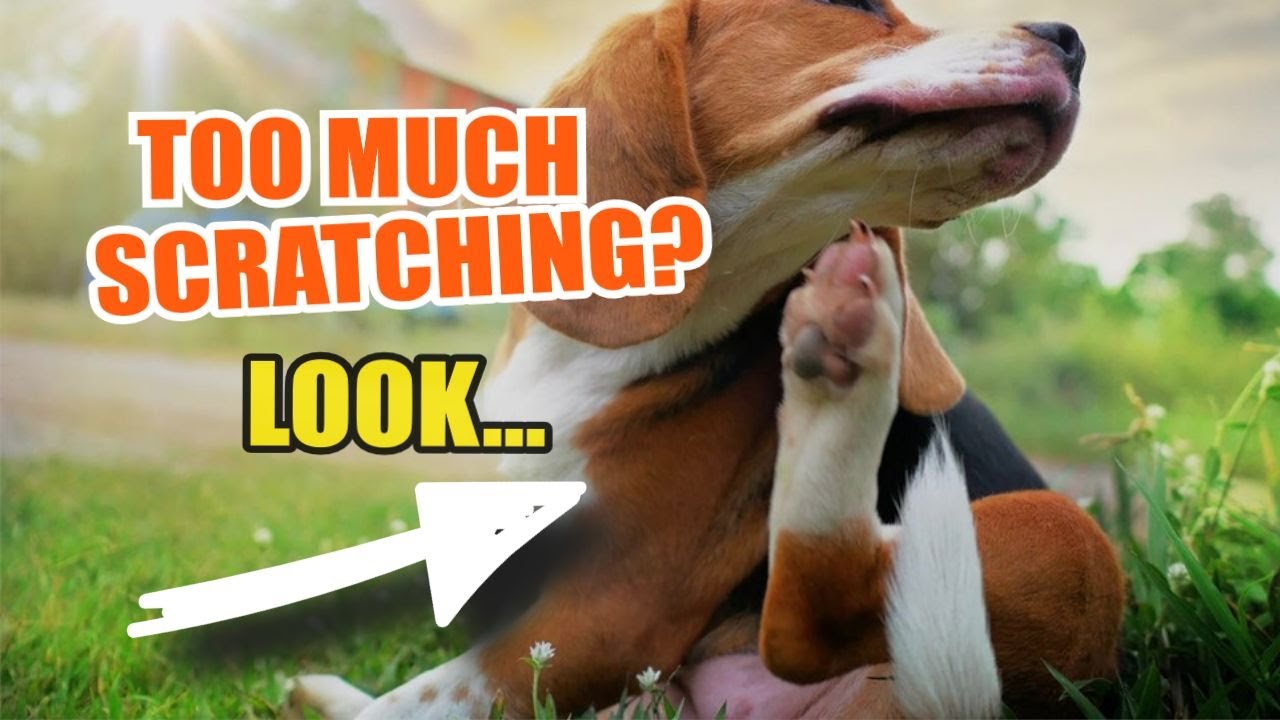why-is-my-dog-scratching-too-much-5-causes-and-what-to-do-youtube