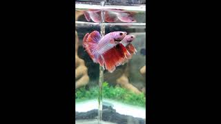 Ikan Cupang Betta Half Moon Red Soft Gold Butterfly Top Grade screenshot 5