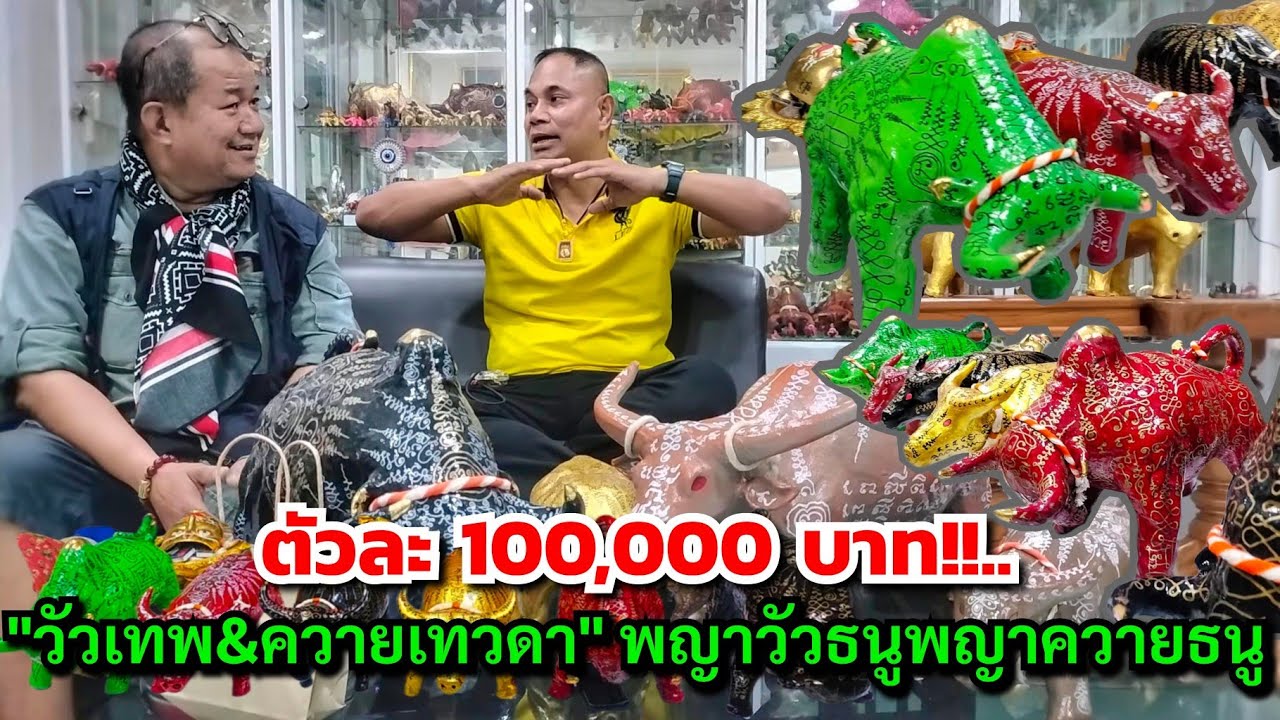 ตัวละ 100,000 บาท!!...โทร.090-9543853 "วัวเทพ&ควายเทวดา" พญาวัวธนูพญาควายธนู ตำรับ อ.เอ พลังพุทธคุณ