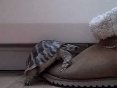 Turtle having sex with a boot