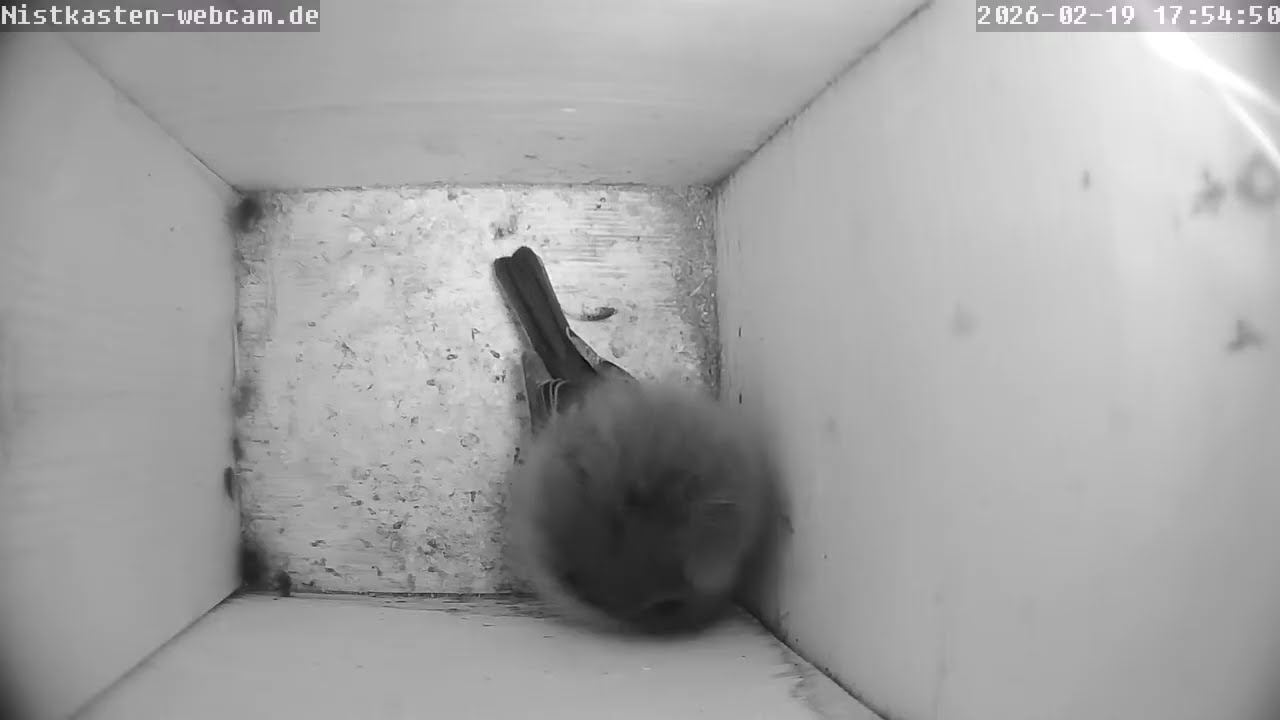 Aus dem Kohlmeisen Nistkasten 2 am 19. Februar 2026