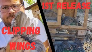 How To Release Guinea Keets for the first Time & And keep Them Coming Home To Roost