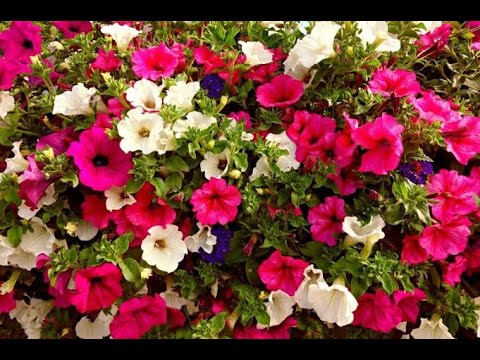 فيديو: غوص زهور البتونيا: هل من الضروري غوص النبات؟ الغوص الصحيح لزهور البتونيا بعد الإنبات في المنزل