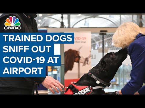 Trained dogs sniff out Covid-19 at Helsinki airport