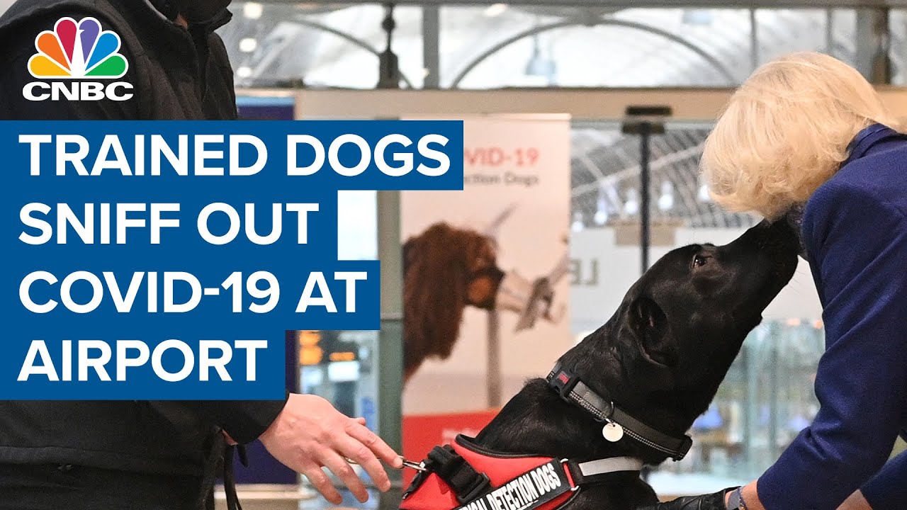 What Are Tsa Dogs Trained For