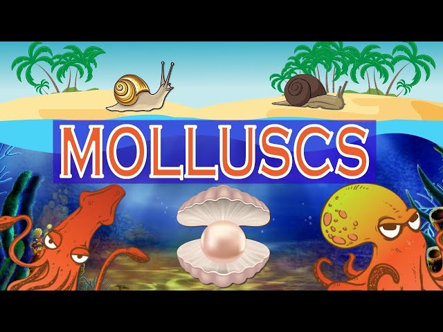 📹 Wonder of Science #choco #molluschi #mollusco #mollusca #molusc #m