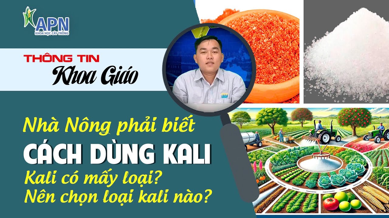 APN - NHÀ NÔNG PHẢI BIẾT KALI CÓ MẤY LOẠI? NÊN CHỌN LOẠI KALI NÀO ĐỂ BÓN CHO CÂY?