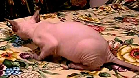 Video 5270961: canadian sphynx cattery, canadian sphynx kitten