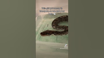 Ball Python bath 🛁💦 #ballpython #snake #animals #pets #beautifulanimals #animalshorts #bathtime