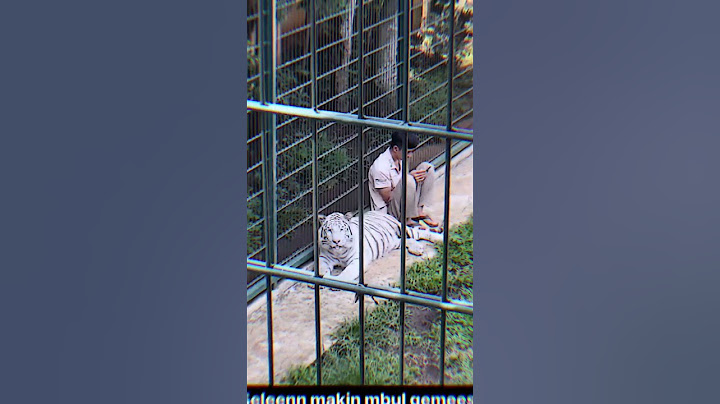 CUMA ALSHAD YG BERANI SURUH HARIMAU SUNGKEM😭