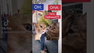 #funnyshorts #фан #funny #funnyvideos #юмор #cat #fun #memes #котики ##коты #юмор #приколы #стёб