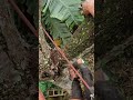 Tight spot for operator error. Hard leaning durian tree cutting.