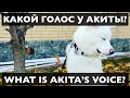 Как лает Акита | Голос Акита Ину | Now does Akita bark