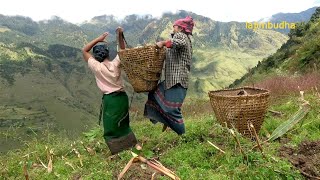 this is himalayan life || village life || Nepal|| lajimbudha ||