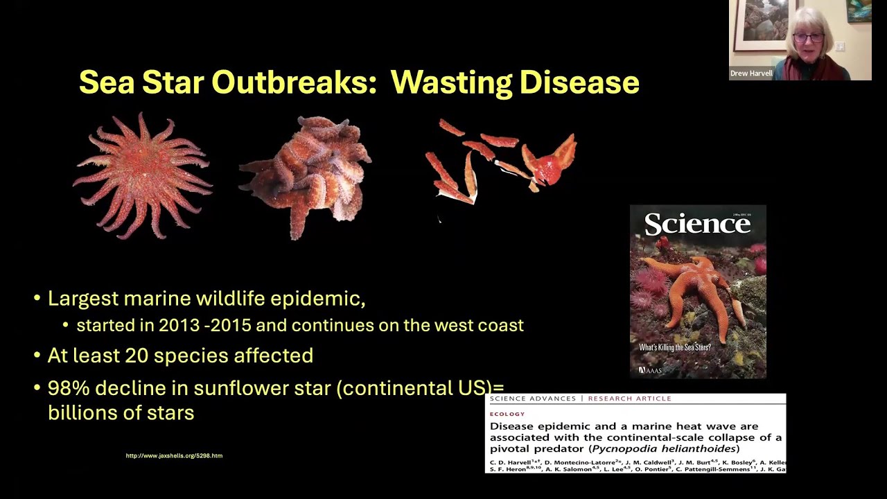 Discovery Speaker Series: Sea Star Wasting