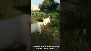 Щенки породы японский шпиц, 3месяца Щенки породы японский шпиц, 3месяца