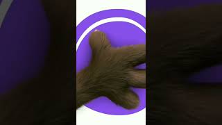 Una Cortinilla Llegó A Este C